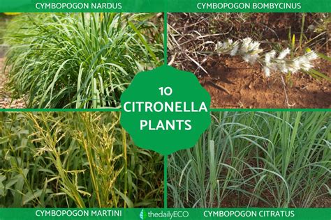 how to use citronella plant in tagalog|CITRONELLA PLANT AT LEMON GRASS (Mahalaga sa Farm .
